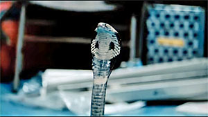 Snake Movie Screenshot