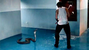 Snake Movie Screenshot