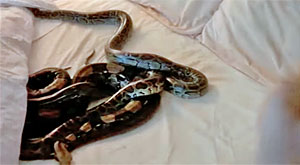 Snake Screenshot