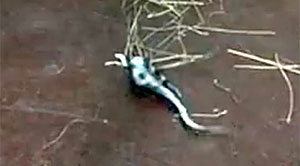 Lizard Screenshot