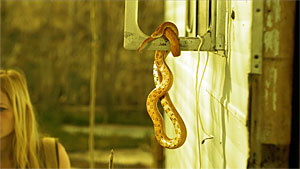 Snake Movie Screenshot