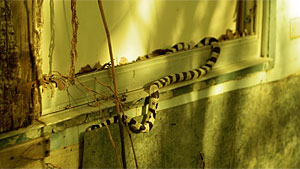 Snake Movie Screenshot