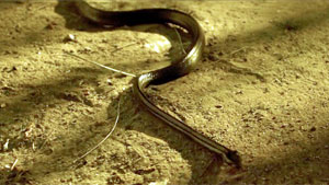 Snake Movie Screenshot