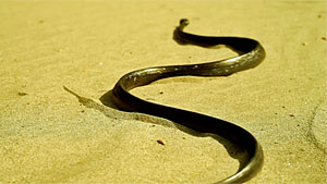 Snake Movie Screenshot