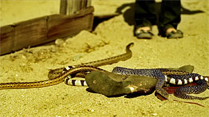 Snake Movie Screenshot