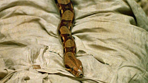 Waxwork Snake Scene