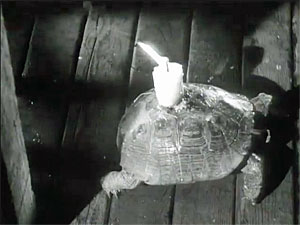 Turtle Screenshot