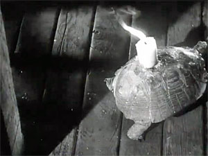 Turtle Screenshot