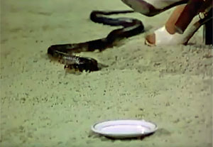 Snake Movie Screenshot