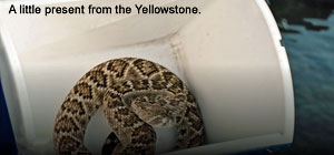 Snake Screenshot