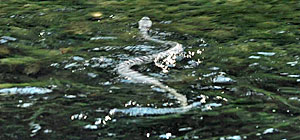 Snake Screenshot