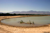 Great Plains Toad Habitat