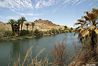 Rio Grande Leopard Frog Habitat