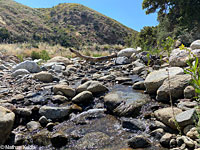 California Treefrog Habitat