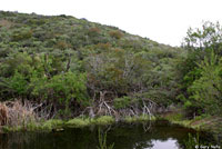 Baja California Treefrog Habitat