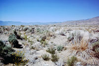 Great Basin Spadefoot Habitat