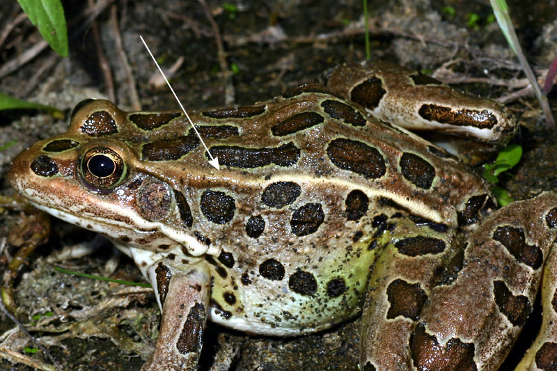 Top Water Frog - Speckled Toad