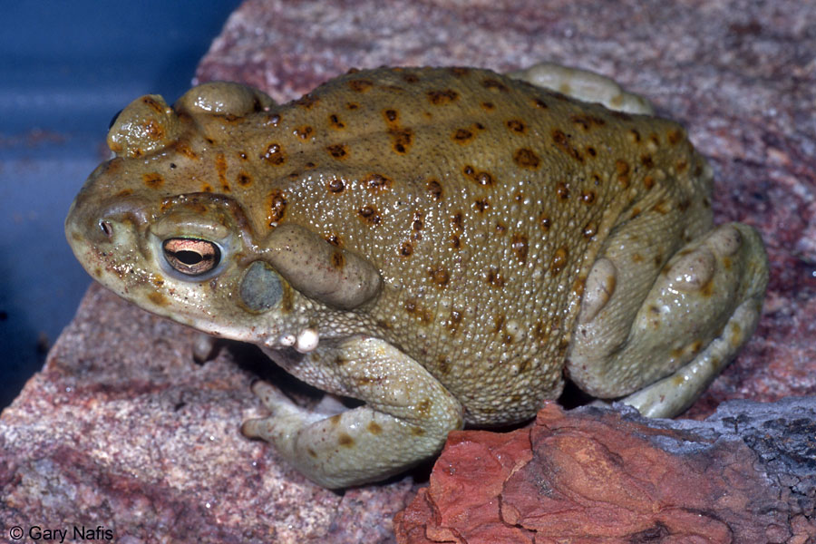 Земноводные пустыни. Буфо Альвариус. Bufo Alvarius жаба. Колорадская Речная жаба. Колорадская жаба дмт.