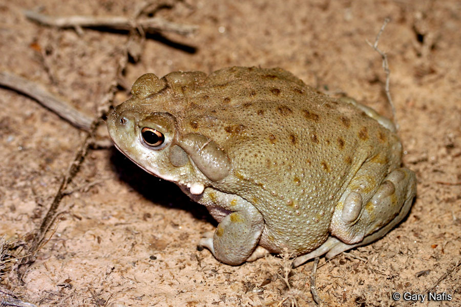 Sonoran Desert Toad - Incilius alvarius