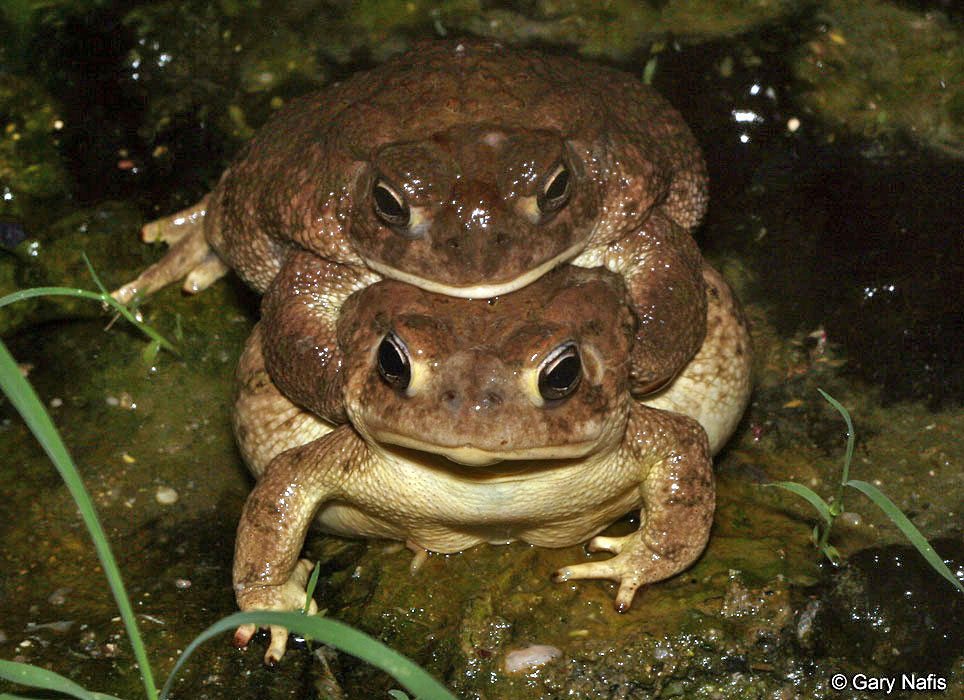 Sounds Of Great Plains Toad Anaxyrus Cognatus