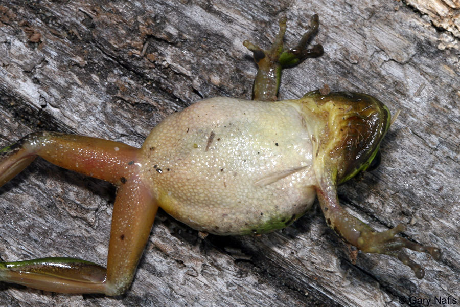 Northern Pacific Treefrog - Pseudacris regilla