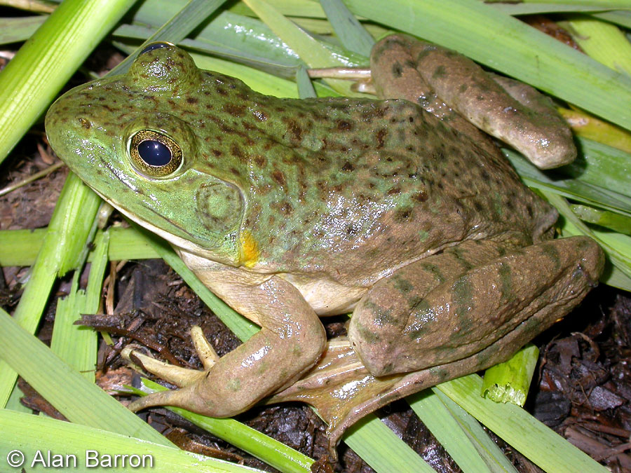 American Bullfrog Lithobates Catesbeianus