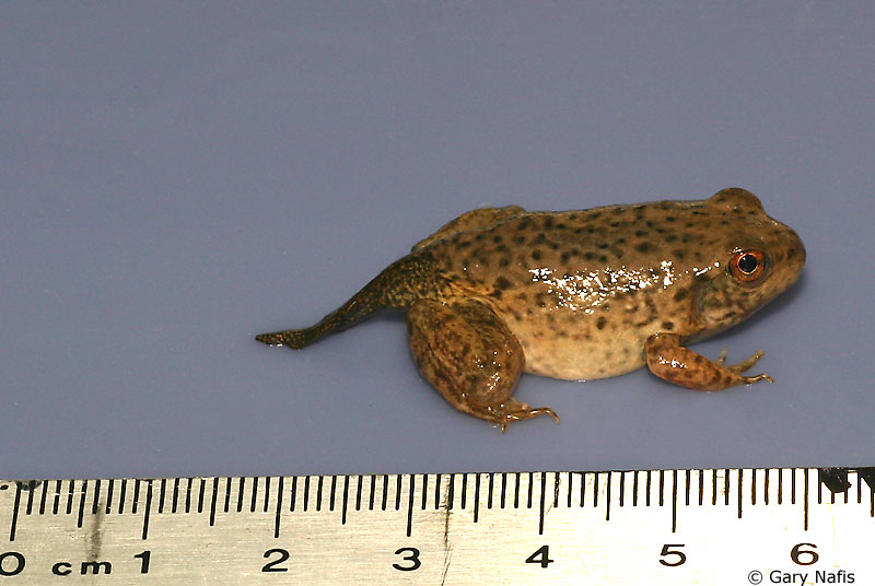 American Bullfrog Juvenile