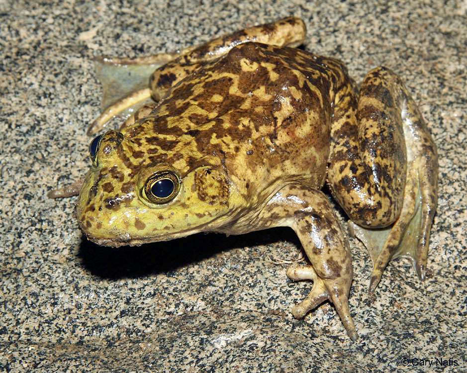 What Does A Bullfrog Sound Like?