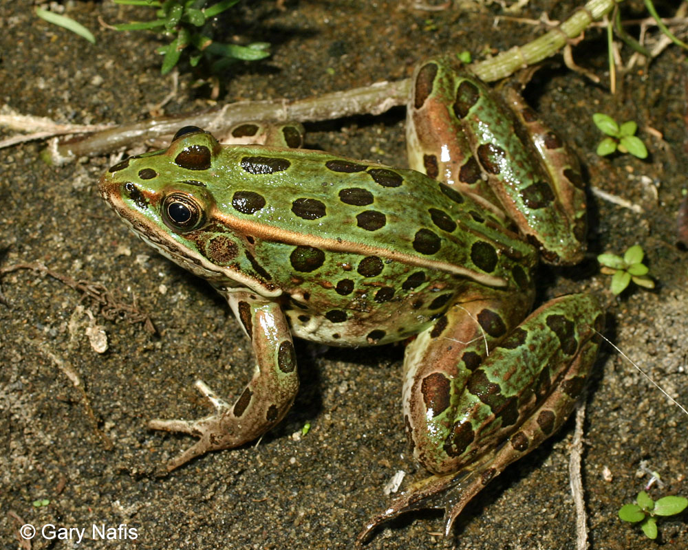northern leopard frog life cycle