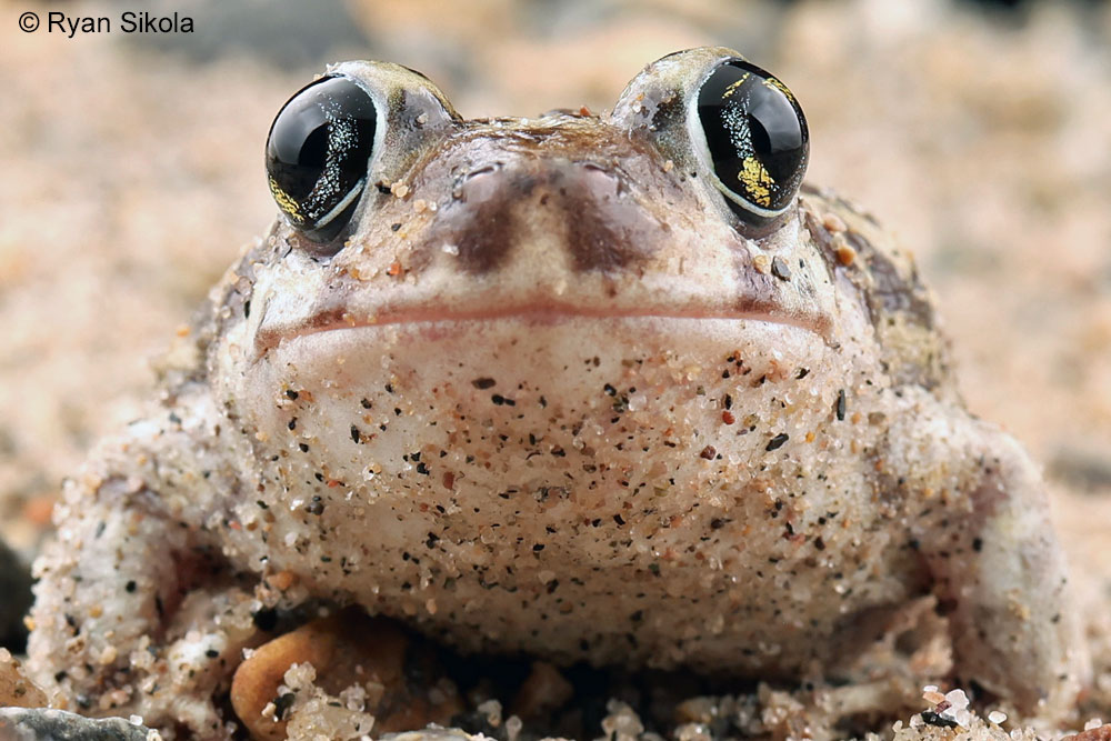 Couchs Spadefoot Toad Couchs Spadefoot Toad