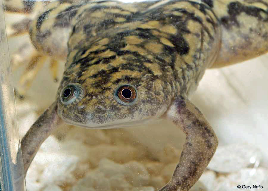 African Clawed Frog (Xenopus laevis) 