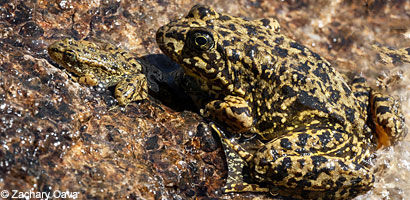 Sierra Nevada Yellow-legged Frog