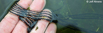california toad eggs