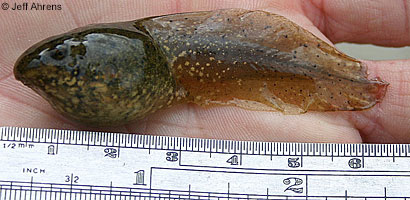 American Bullfrog Tadpole