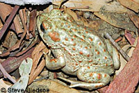 california toad