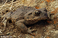 california toad