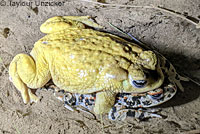 Red-spotted Toad