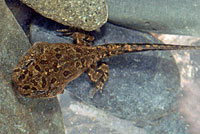 california toad tadpole