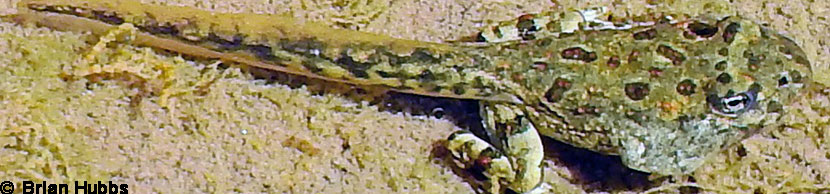 california toad tadpoles