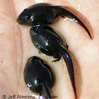 california toad tadpoles