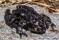 Black Toad