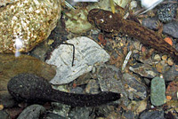 Coastal Tailed Frog tadpole
