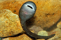 Tailed Frog tadpole