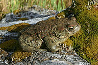 boreal toad