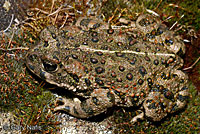 california toad