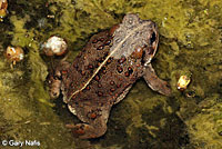 california toad
