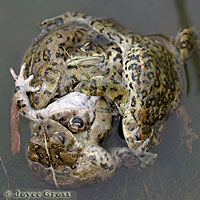 california toads