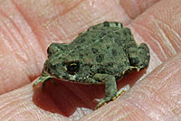 california toad metamorph