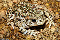 california toad