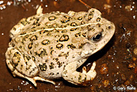 california toad